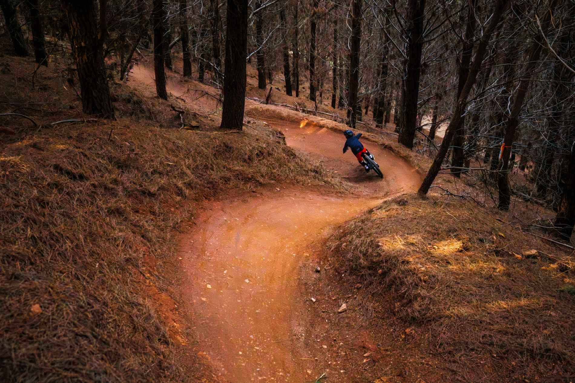 Rider in dense pine plantation at Mystic Bike Park