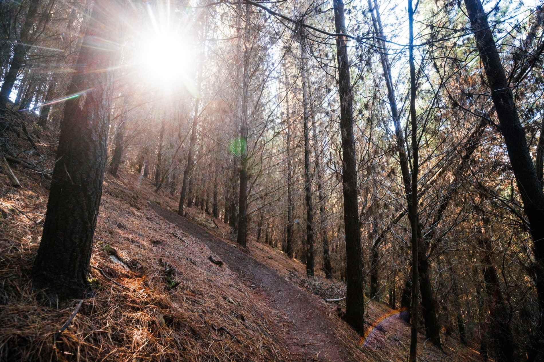 MTB Trail with Sun through the pine plantation at Mystic Bike Park