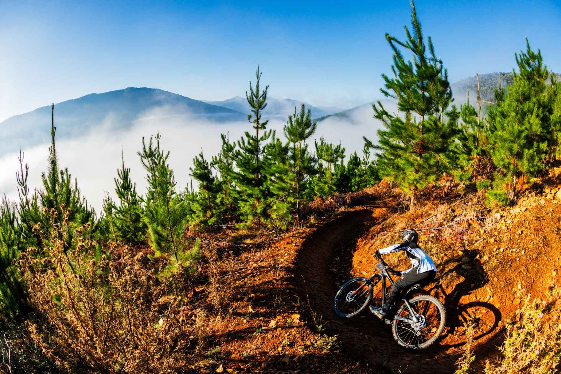 MTB rider on singletrack off road in mountains in amongst pine forest in Mystic Bike Par